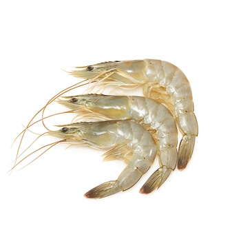 Fresh Shrimps 40/60 Oman