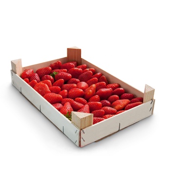 Strawberry Egypt