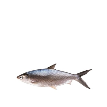 Milk Fish Defrosted Kg